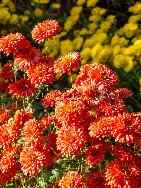 431048 - Chrysantheme (Chrysanthemum indicum 'Bronzeteppich')