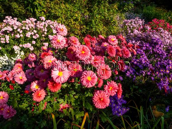 430119 - Chrysantheme (Chrysanthemum indicum 'Cinderella')