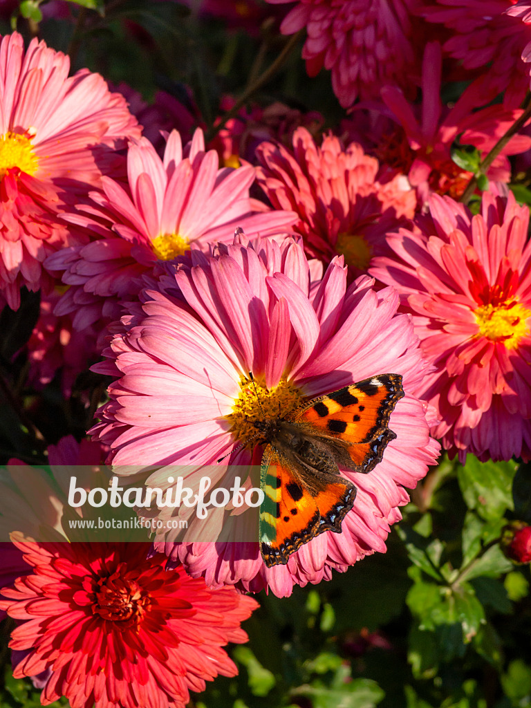 430122 - Chrysantheme (Chrysanthemum indicum 'Cinderella') und Kleiner Fuchs (Aglais urticae)