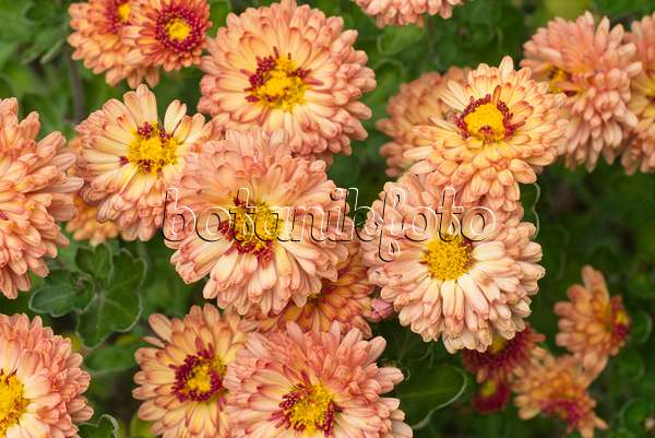 607244 - Chrysantheme (Chrysanthemum indicum 'Herbstbrokat')