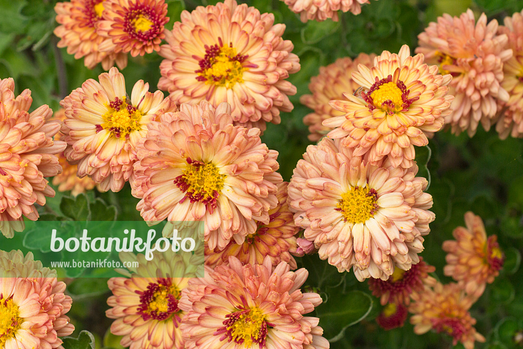 607244 - Chrysantheme (Chrysanthemum indicum 'Herbstbrokat')