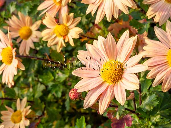 466006 - Chrysantheme (Chrysanthemum indicum 'Isabellarosa')