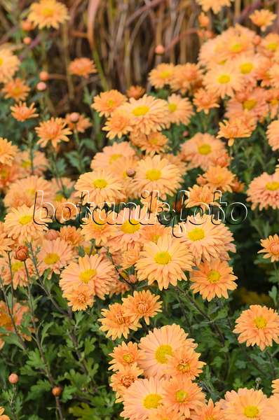 525300 - Chrysantheme (Chrysanthemum indicum 'Kleiner Bernstein')