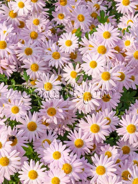 431082 - Chrysantheme (Chrysanthemum indicum 'L'Innocence')