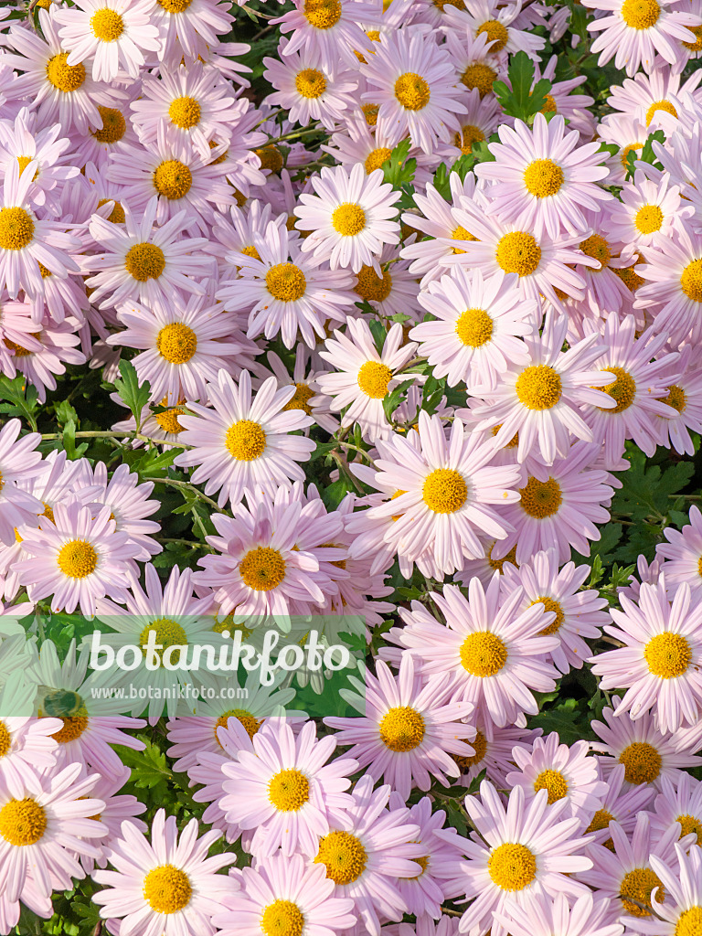 431082 - Chrysantheme (Chrysanthemum indicum 'L'Innocence')