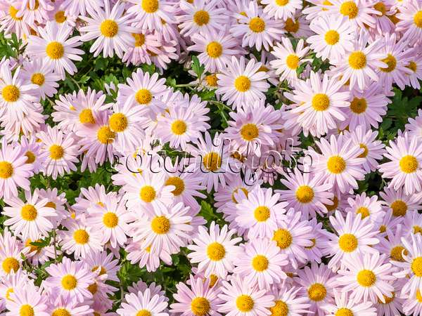 431083 - Chrysantheme (Chrysanthemum indicum 'L'Innocence')