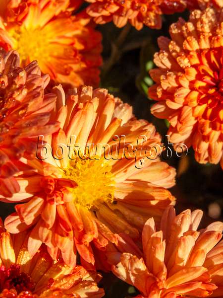 431065 - Chrysantheme (Chrysanthemum indicum 'Rehauge')