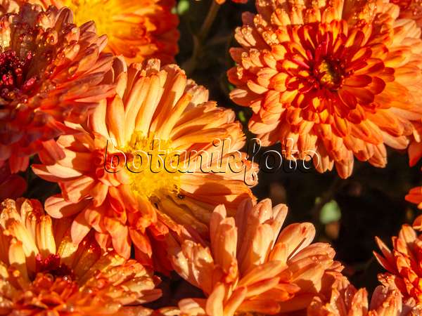 431066 - Chrysantheme (Chrysanthemum indicum 'Rehauge')