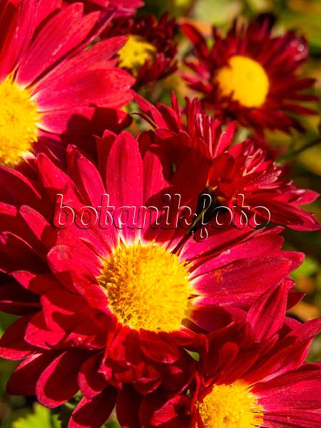 431043 - Chrysantheme (Chrysanthemum indicum 'Vesuv')