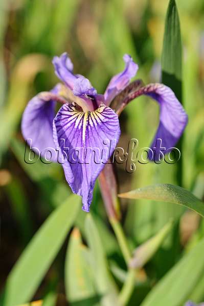 472069 - Clarkes Schwertlilie (Iris clarkei)