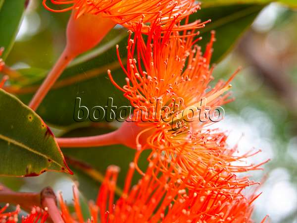 441053 - Corymbia ficifolia syn. Eucalyptus ficifolia
