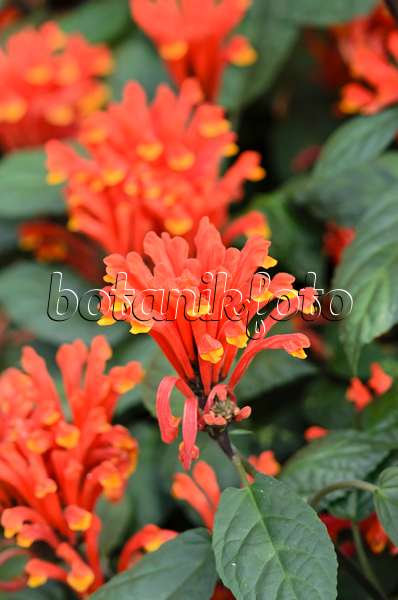 522016 - Costa-Rica-Helmkraut (Scutellaria costaricana)