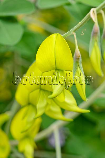 533508 - Crotalaria laburnifolia