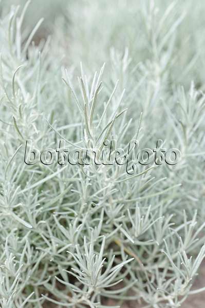 487003 - Currykraut (Helichrysum italicum)