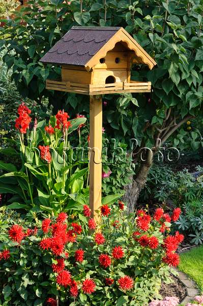 476096 - Dahlie (Dahlia) und Indisches Blumenrohr (Canna indica) mit Vogelhaus