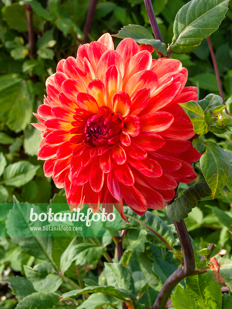 405001 - Dahlie (Dahlia Ramona)