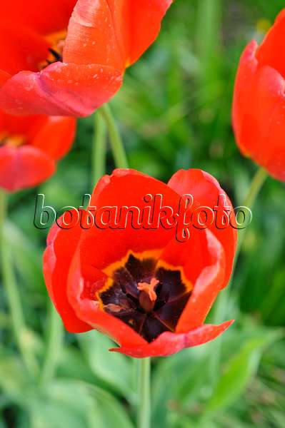 471254 - Darwin-Hybrid-Tulpe (Tulipa Apeldoorn)