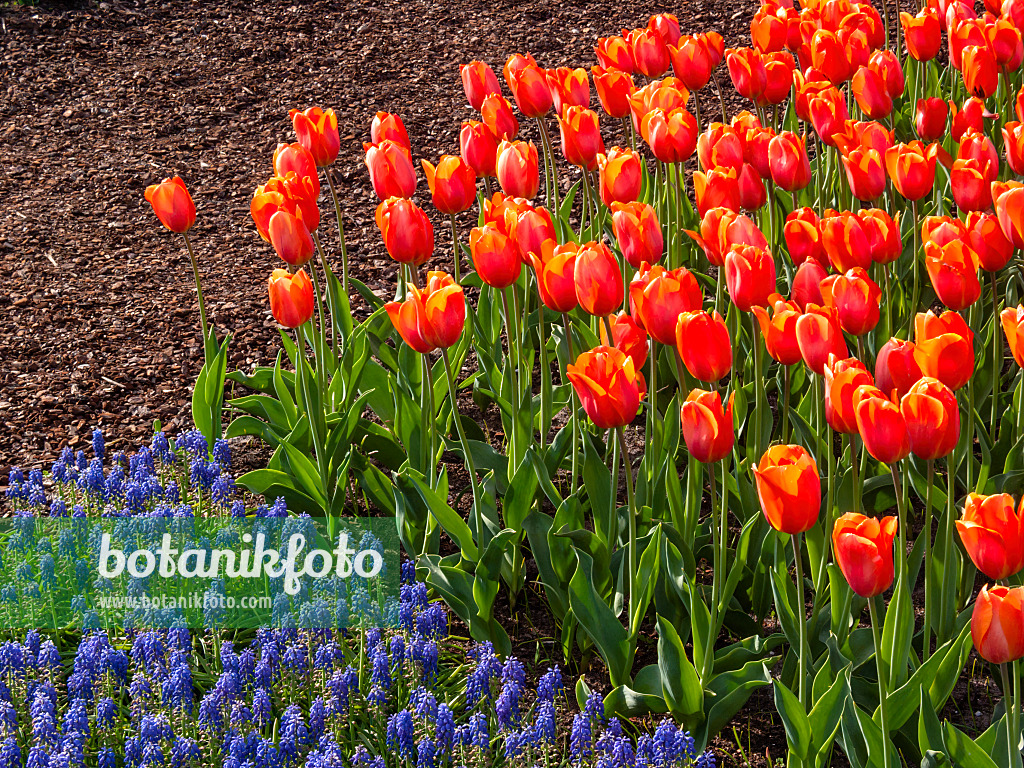 401096 - Darwin-Hybrid-Tulpe (Tulipa Lighting Sun) und Traubenhyazinthe (Muscari)