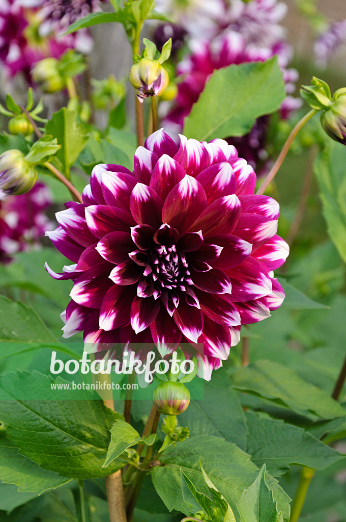 488070 - Dekorative Dahlie (Dahlia Deuil du Roi Albert)