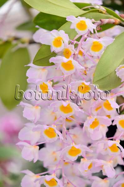 570101 - Dendrobium amabile