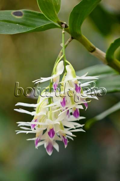 529110 - Dendrobium amethystoglossum