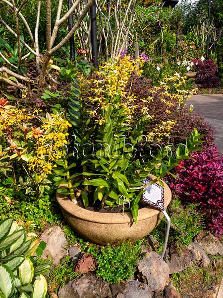434151 - Dendrobium Amitabh Bachchan, Nationaler Orchideengarten, Singapur
