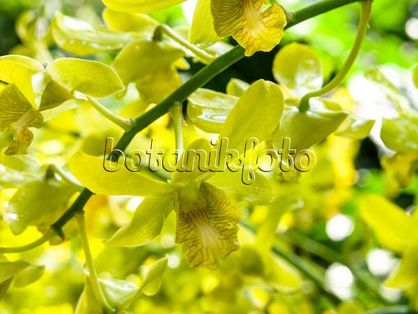434415 - Dendrobium Begum Khaleda Zia