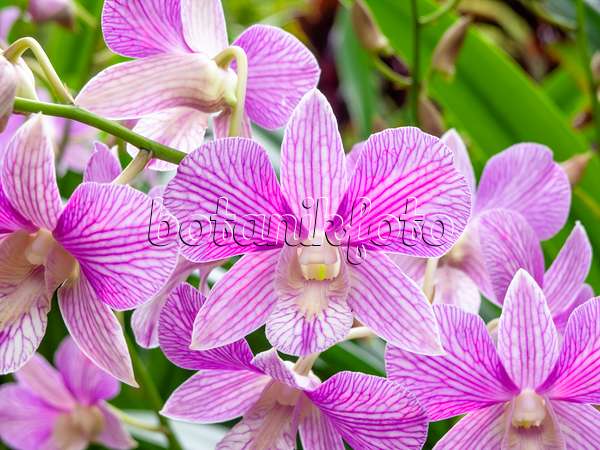 454146 - Dendrobium Joaquim Alberto Chissano
