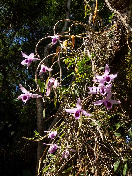 434421 - Dendrobium linguella