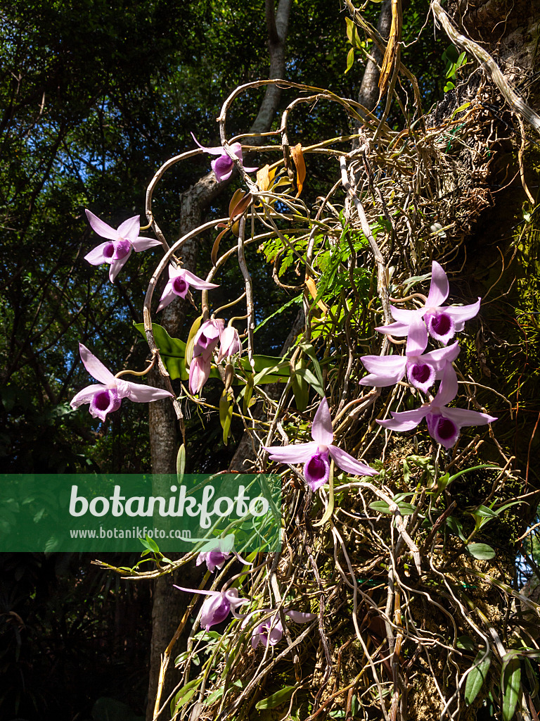 434421 - Dendrobium linguella