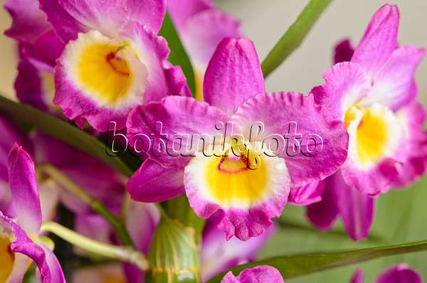553104 - Dendrobium nobile