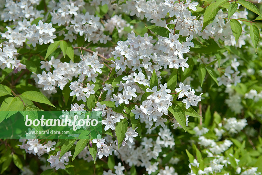 502187 - Deutzie (Deutzia x kalmiiflora)