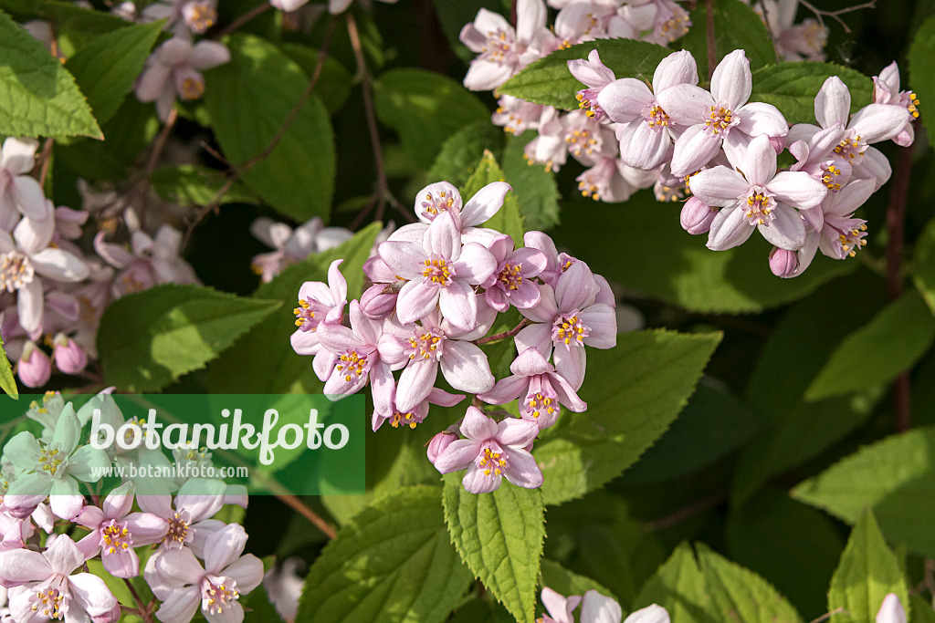 638079 - Deutzie (Deutzia Mont Rose)