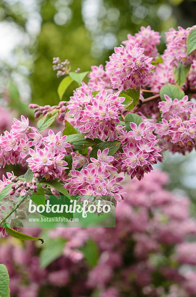 533607 - Deutzie (Deutzia Strawberry Fields)