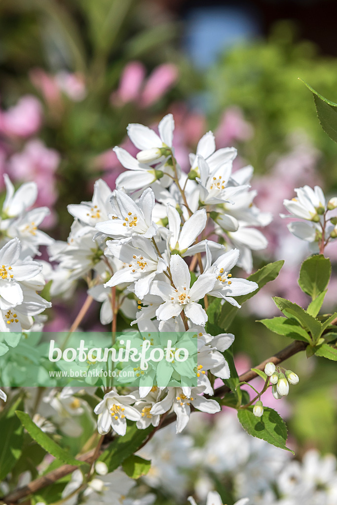 638078 - Deutzie (Deutzia Yuki Snowflake)