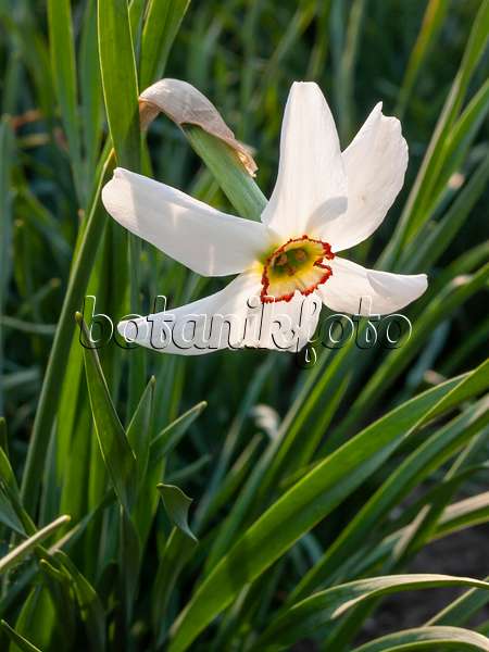 413001 - Dichternarzisse (Narcissus poeticus)
