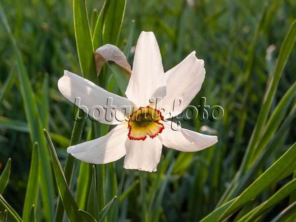 413003 - Dichternarzisse (Narcissus poeticus)
