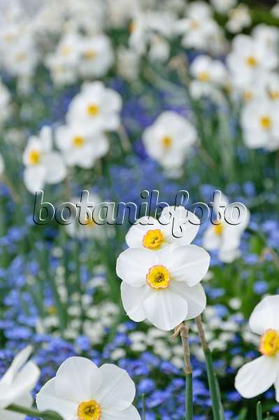 471195 - Dichternarzisse (Narcissus poeticus)