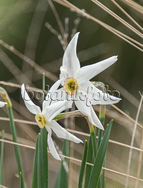 651405 - Dichternarzisse (Narcissus poeticus var. recurvus)