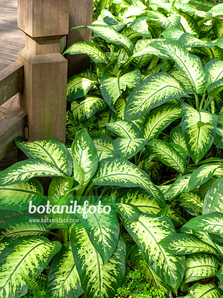 434169 - Dieffenbachie (Dieffenbachia)