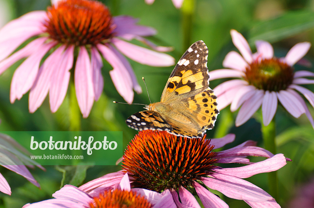 474379 - Distelfalter (Vanessa cardui) und Sonnenhut (Echinacea purpurea)