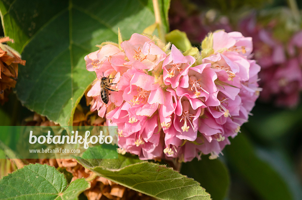 564165 - Dombeya wallichii