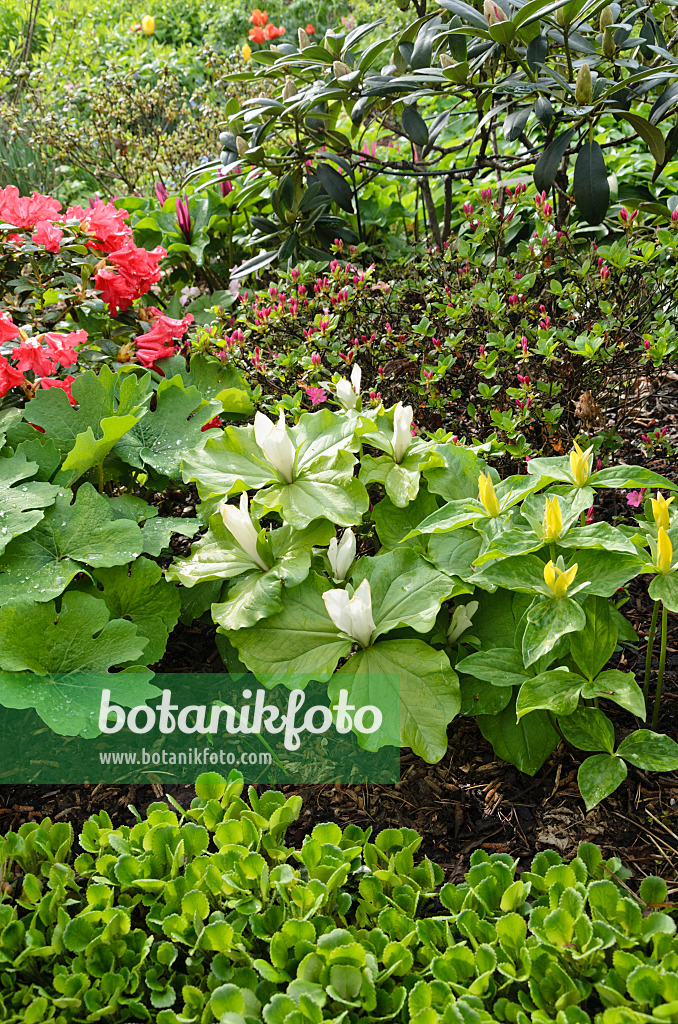 520153 - Dreiblatt (Trillium) und Rhododendron (Rhododendron)