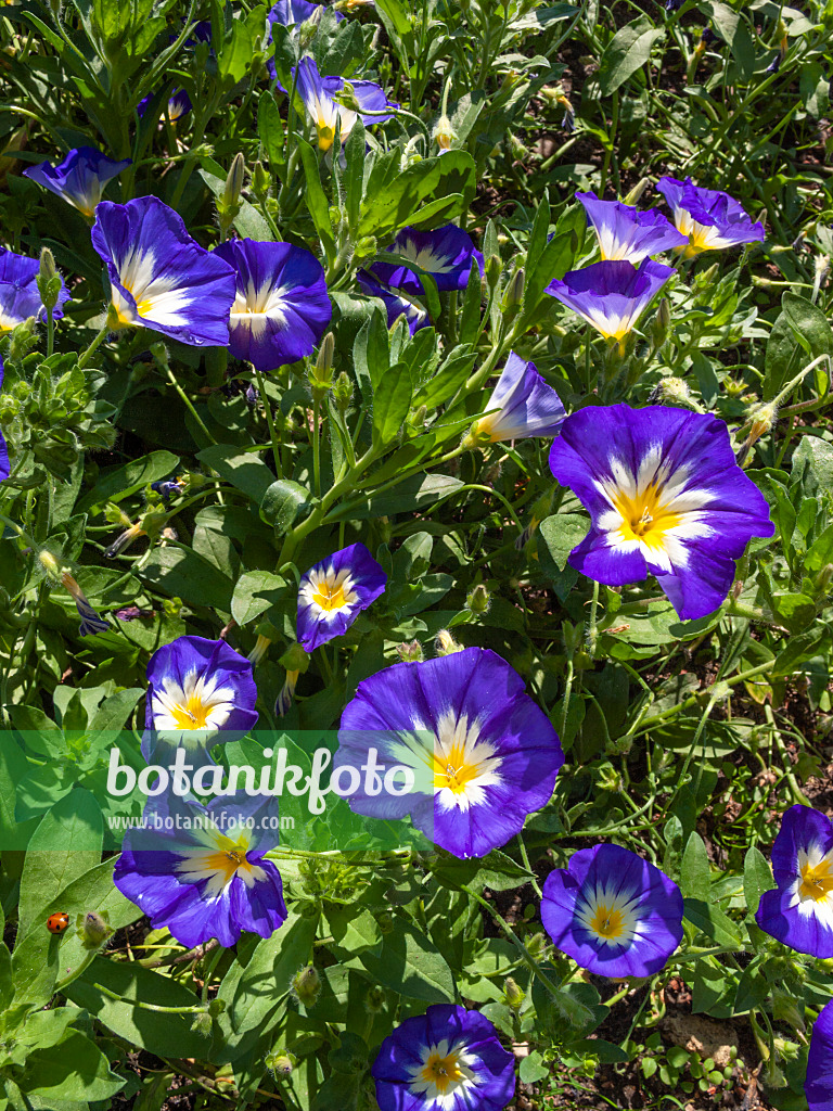 416039 - Dreifarbige Trichterwinde (Convolvulus tricolor)