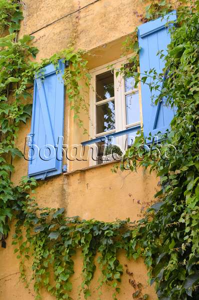 569055 - Dreispitzige Jungfernrebe (Parthenocissus tricuspidata) an einem Altstadthaus, Grimaud, Frankreich