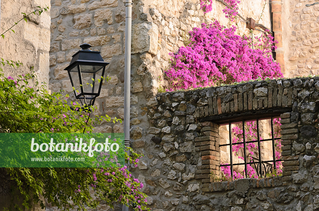 569039 - Drillingsblume (Bougainvillea) an einem Altstadthaus, Antibes, Frankreich