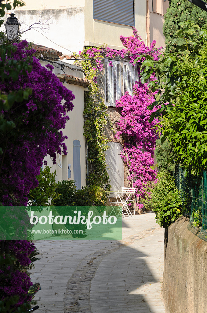 569058 - Drillingsblume (Bougainvillea) an einem Altstadthaus, Grimaud, Frankreich