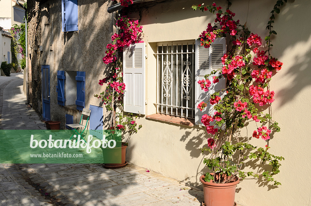 569059 - Drillingsblume (Bougainvillea) an einem Altstadthaus, Grimaud, Frankreich