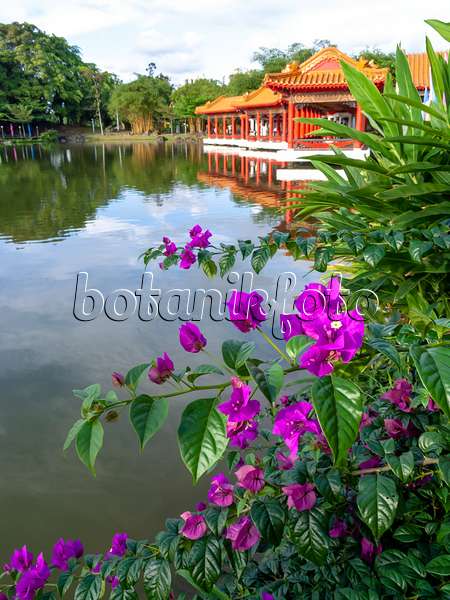 434088 - Drillingsblume (Bougainvillea), Chinesischer Garten, Singapur