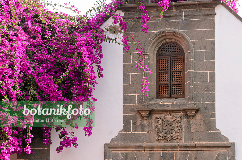 564252 - Drillingsblume (Bougainvillea) vor einer Kirche, Las Palmas, Gran Canaria, Spanien